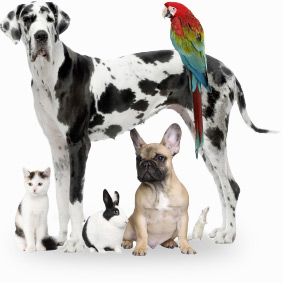 Dogo con mas mascotas familiares