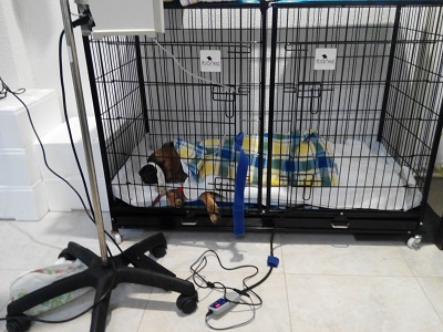 Dogo con mas mascotas familiares